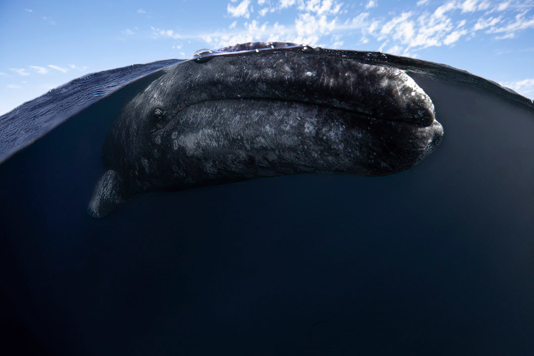 Whale Watching