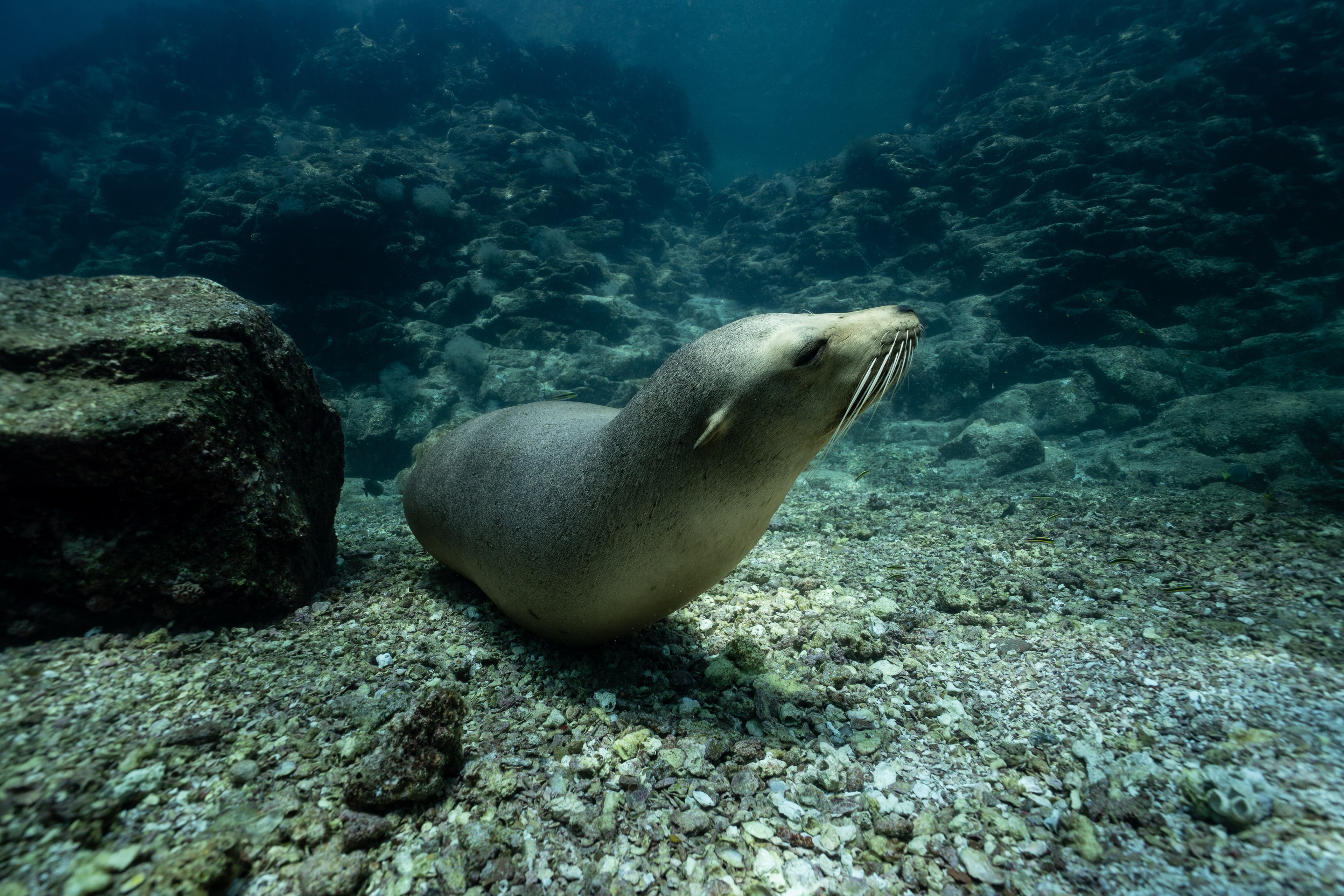 Sea Lion Snorkel