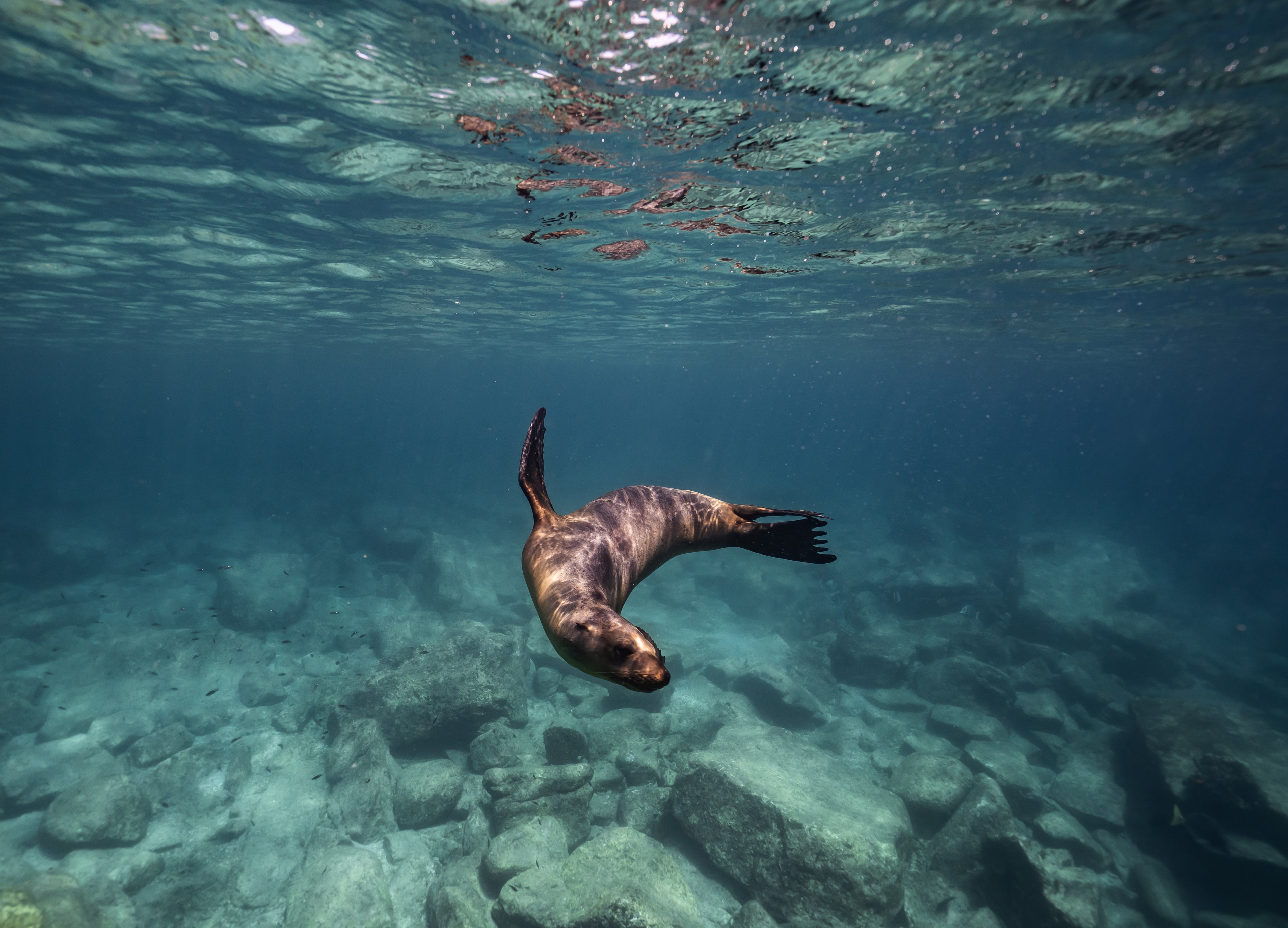 Balandra Beach & Sea lions