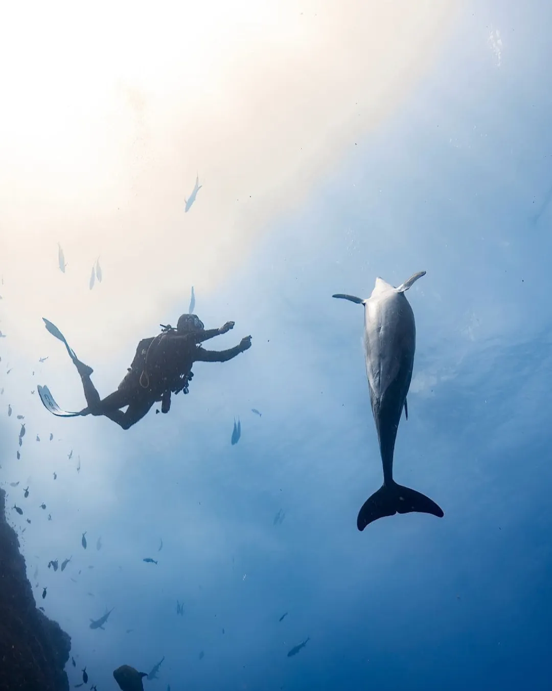Whale Shark Snorkel — gallery 1