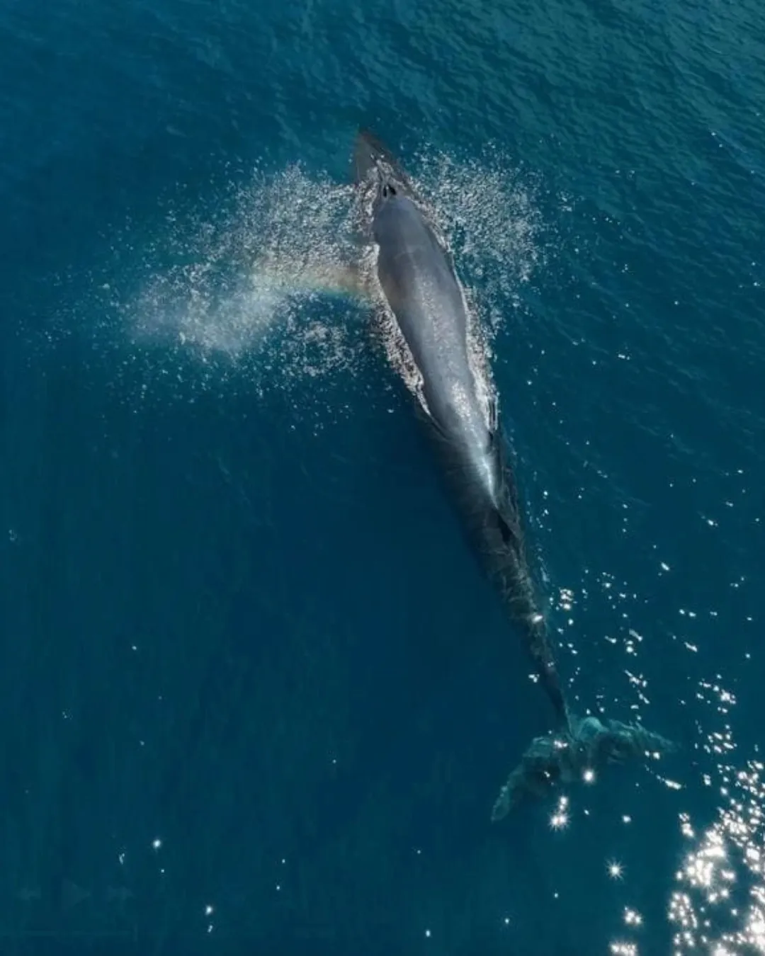 Whale Shark Snorkel — gallery 2