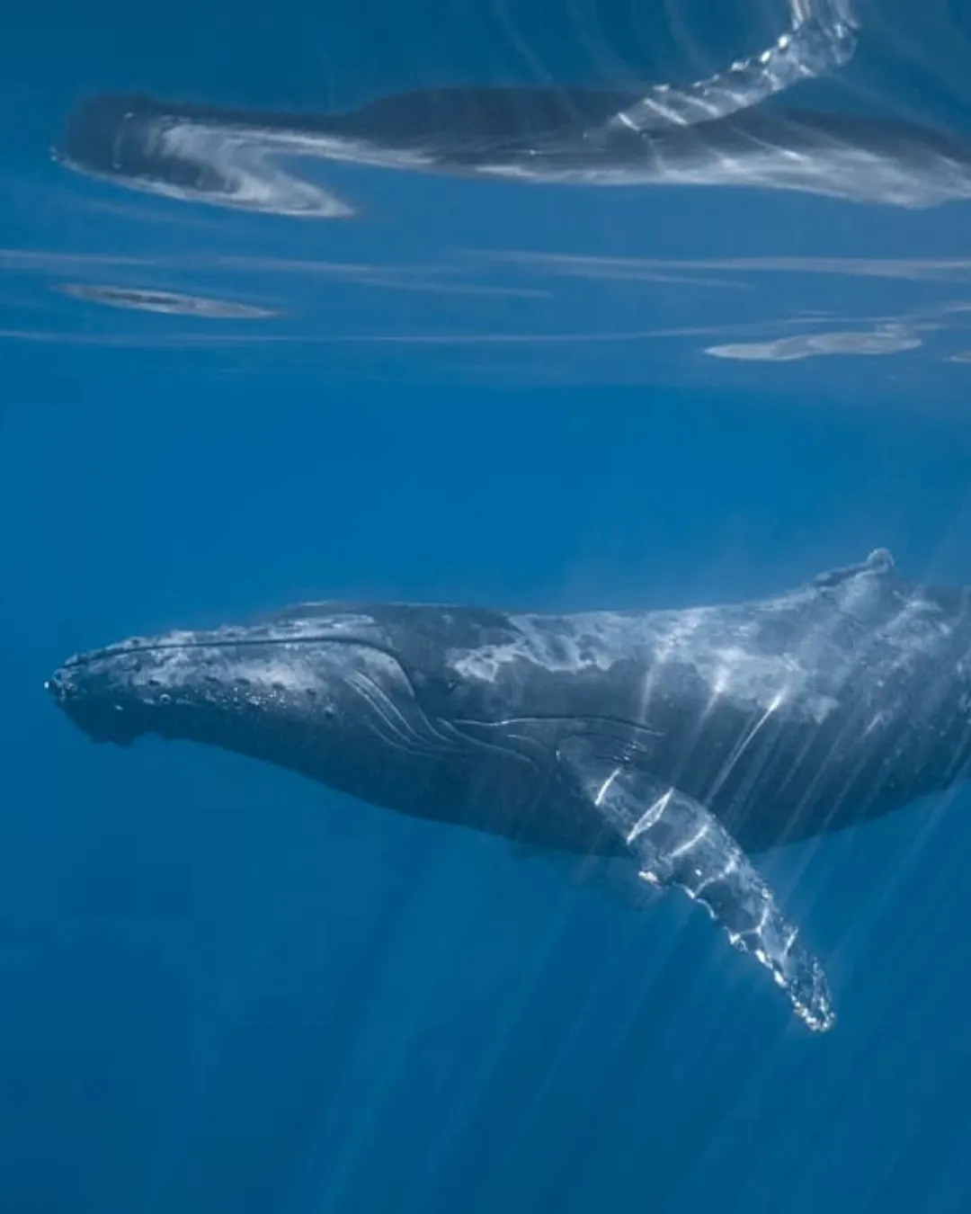 Whale Shark Snorkel — gallery 3