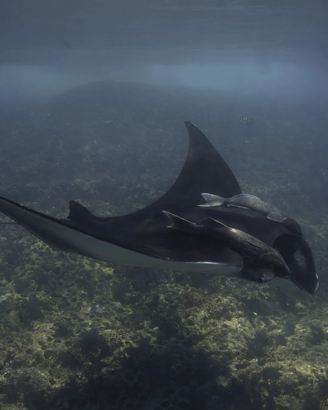 Whale Shark Snorkel — gallery 4