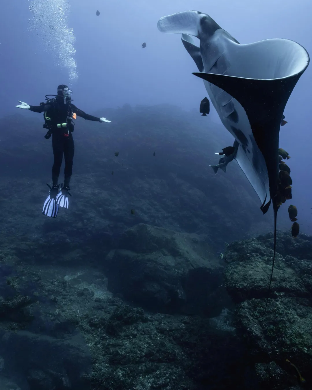 Sea Lion Snorkel — gallery 3