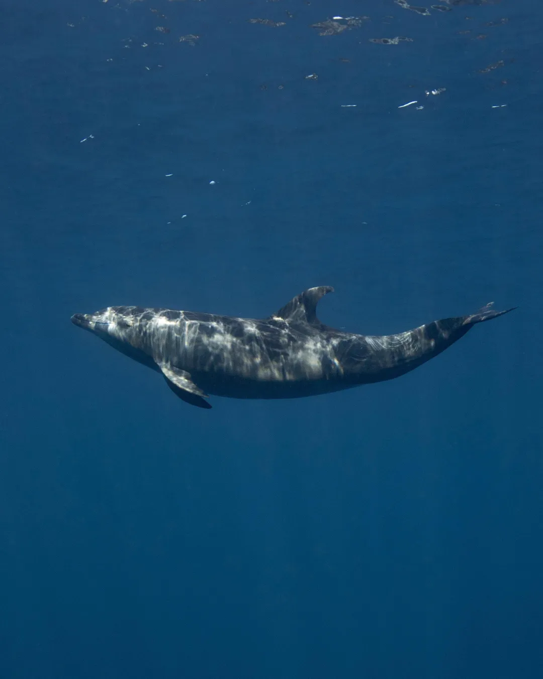 Sea Lion Snorkel — gallery 4