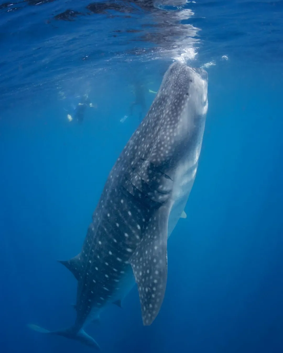 Ocean Safari — gallery 1