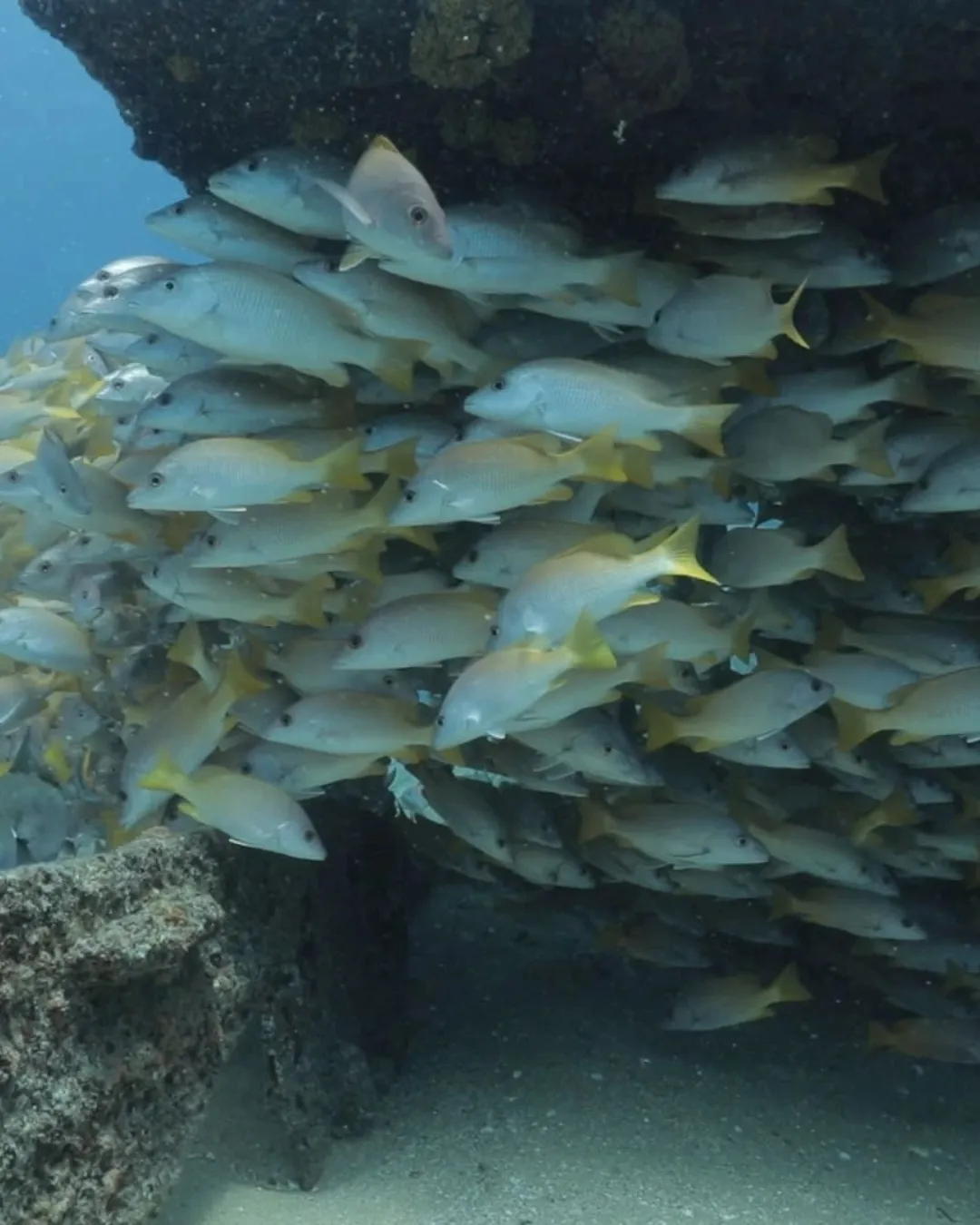 Ocean Safari — gallery 4