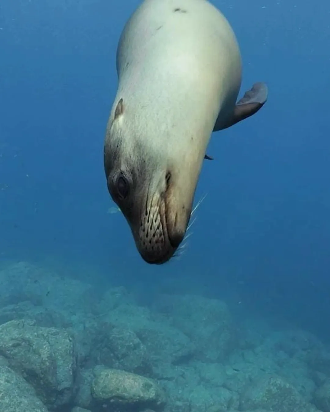 Diving in the Sea of Cortez — gallery 1