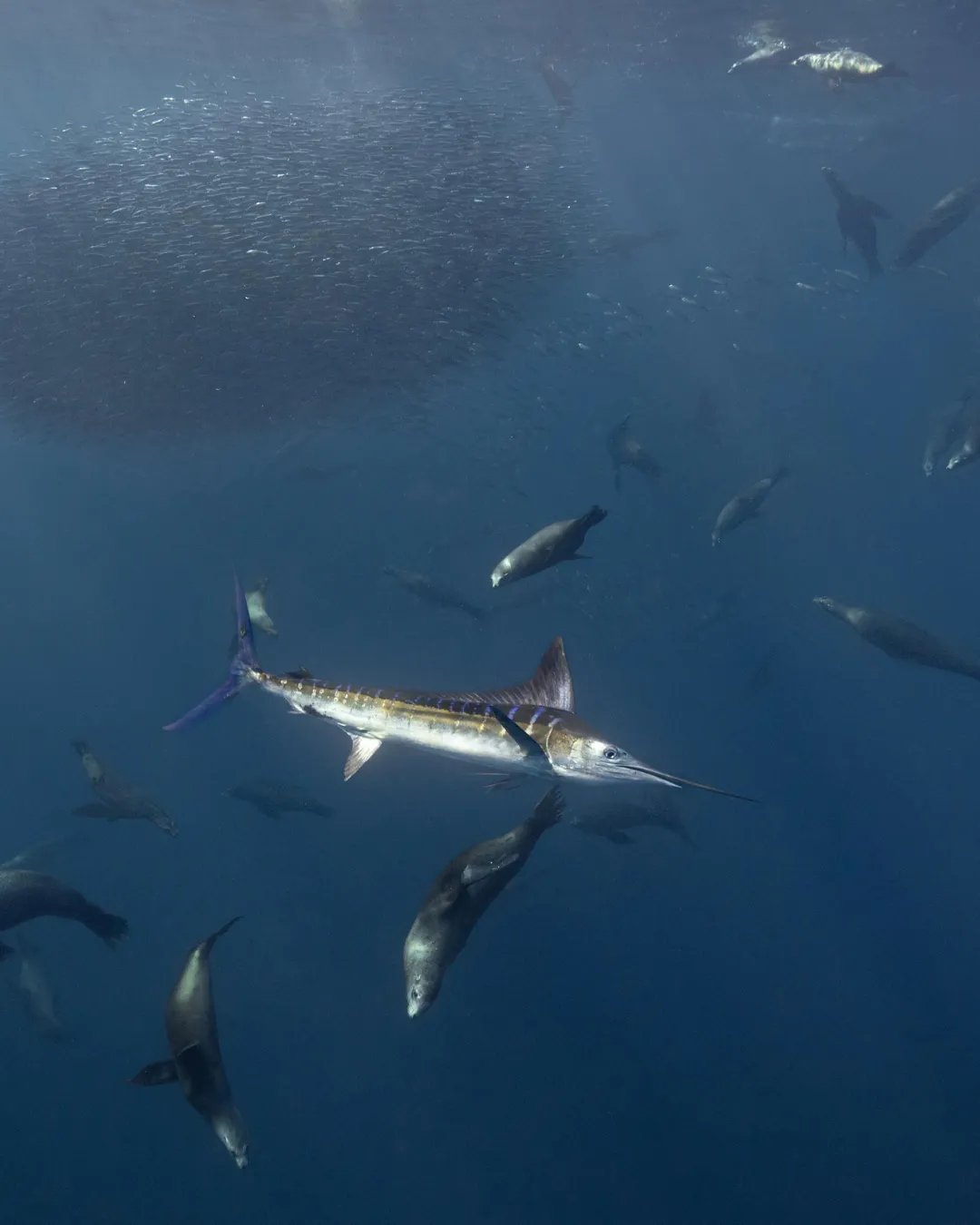 Diving in the Sea of Cortez — gallery 2