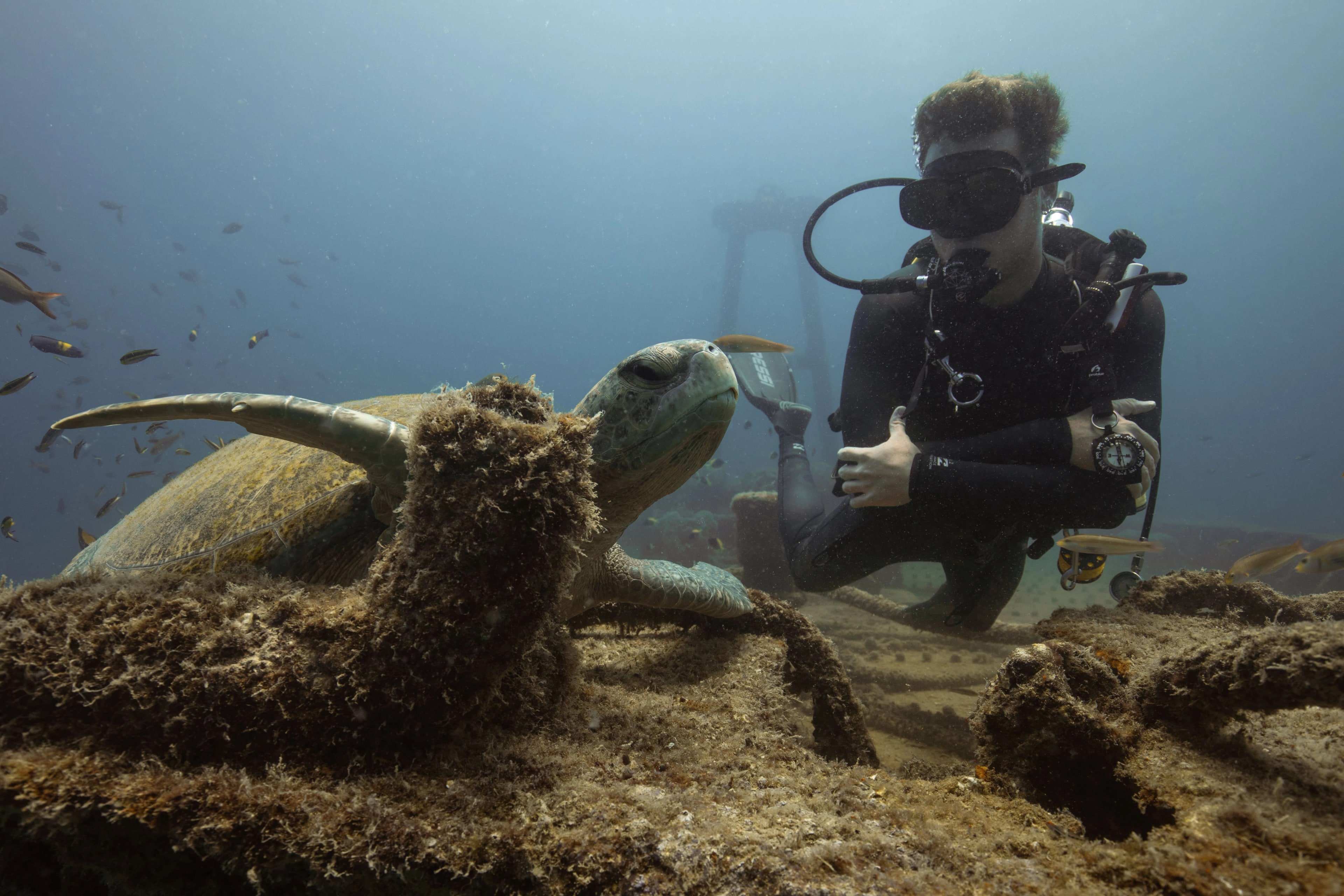 Diving in the Sea of Cortez