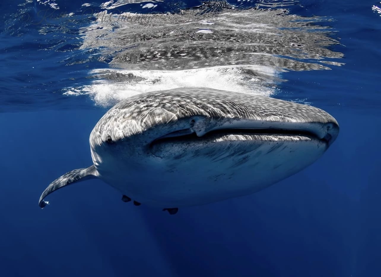Whale Shark Snorkel