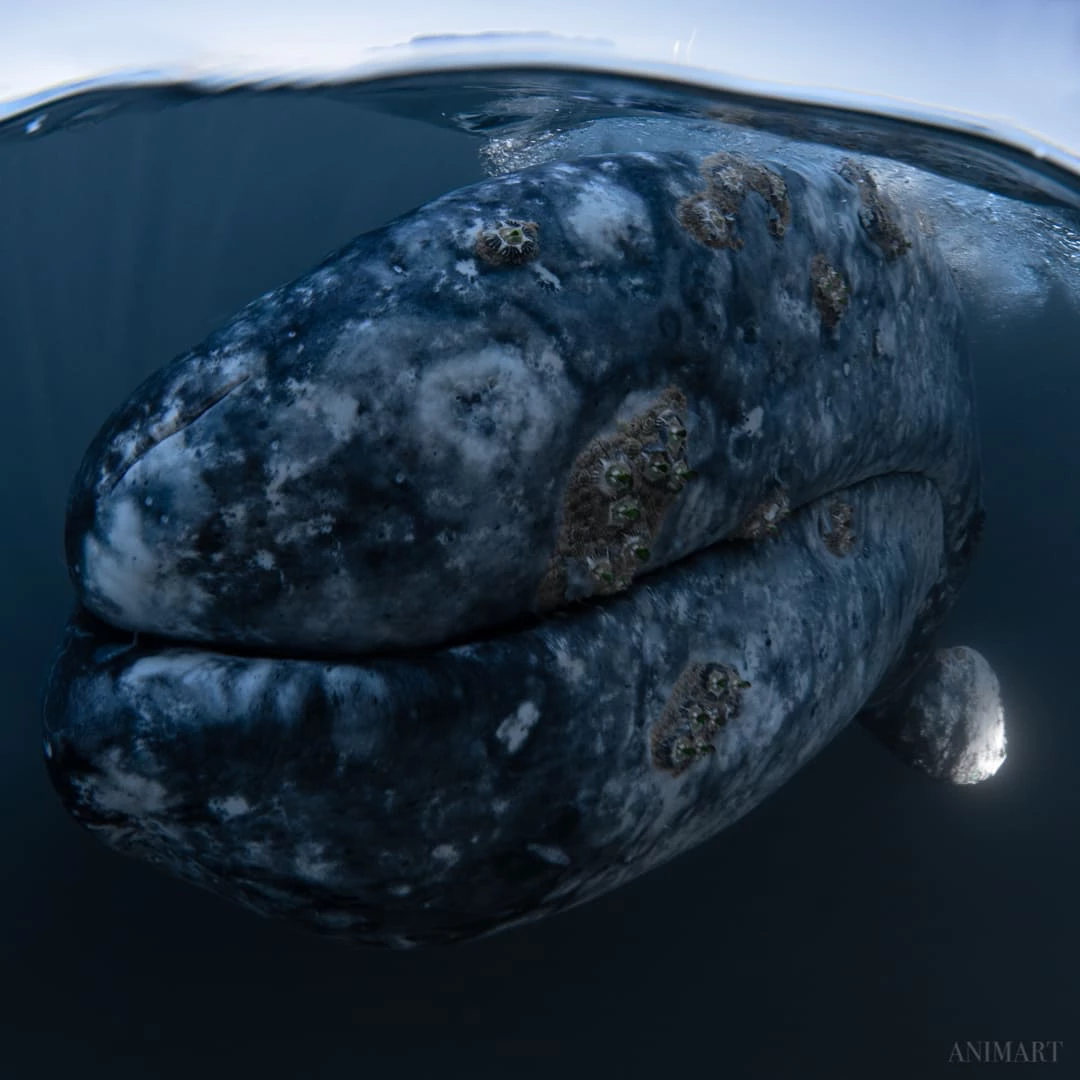 Whale Watching