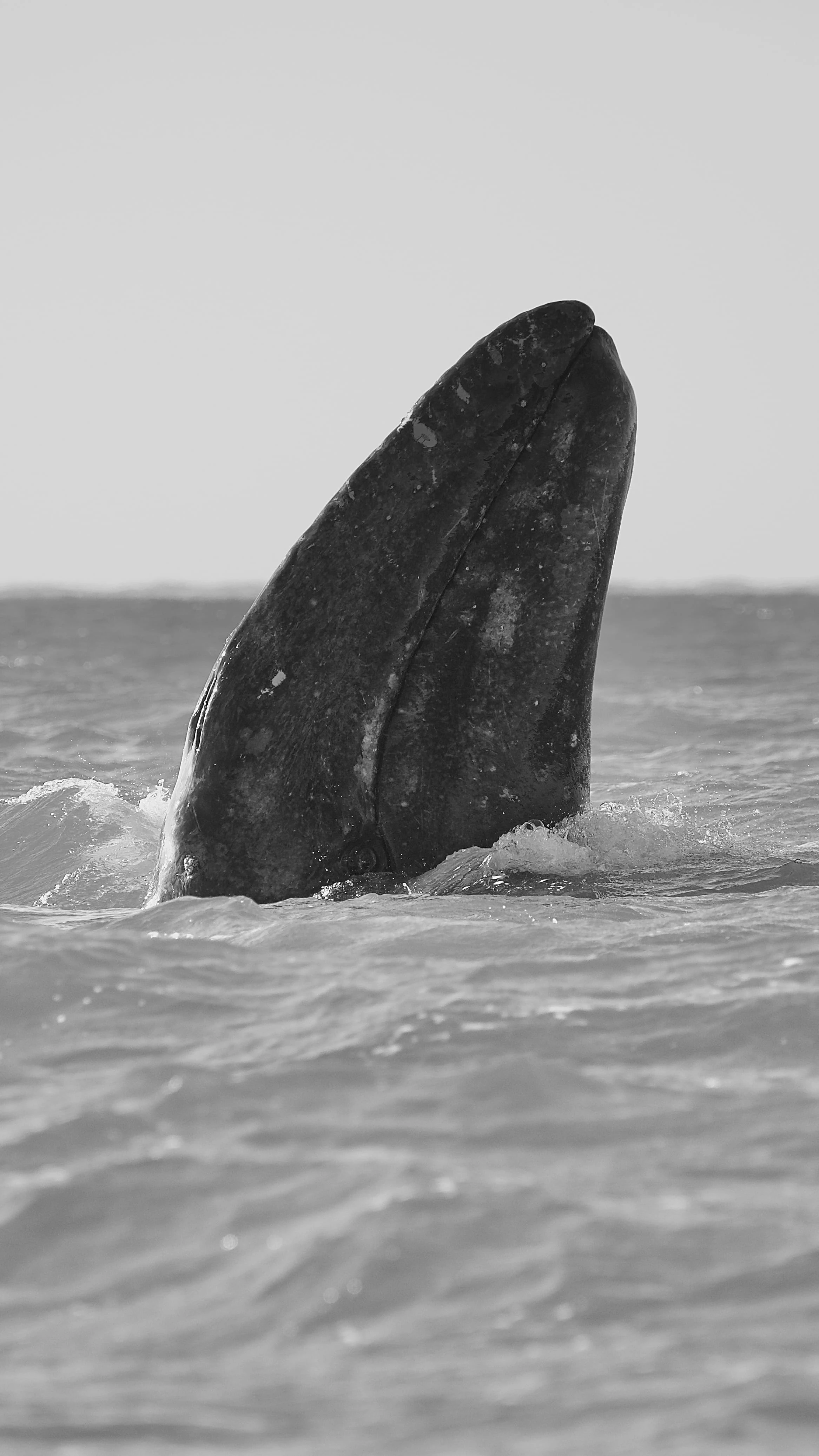 Grey Whale Sanctuary
